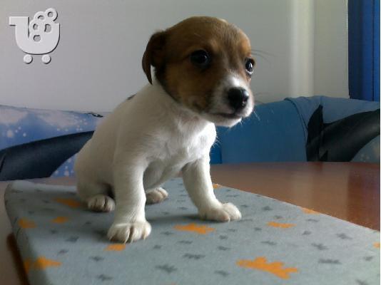 Kαλή τιμή!!!.Πουλάω όμορφα κουτάβια ράτσα JACK RUSSEL TERRIER - Τζακ Ράσελ Τεριέ - 300 eur...